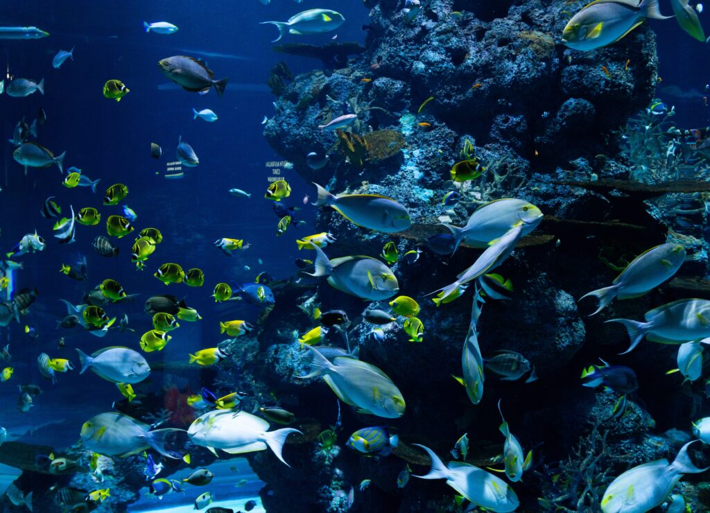 Foto di Hung Tran: https://www.pexels.com/it-it/foto/scuola-di-pesce-in-acqua-3699434/